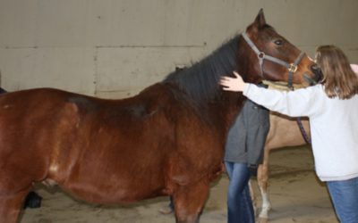 Horses Don’t Care Who You Are