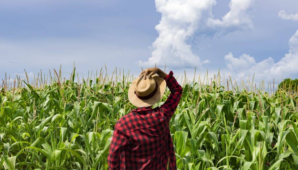 immigrant farm worker standing in a corn plantation field