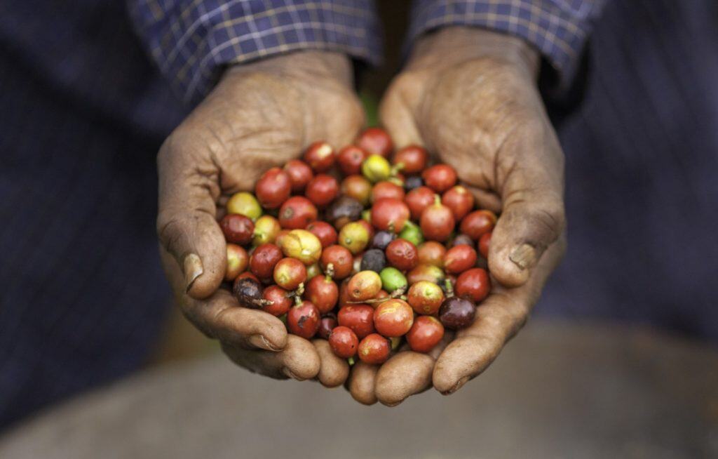 migrant farm worker hands holding fruit