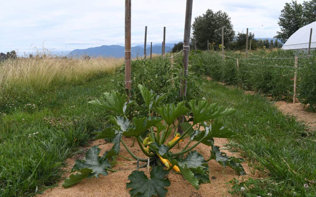 The Archway Urban Farm: Growing Community Partnerships