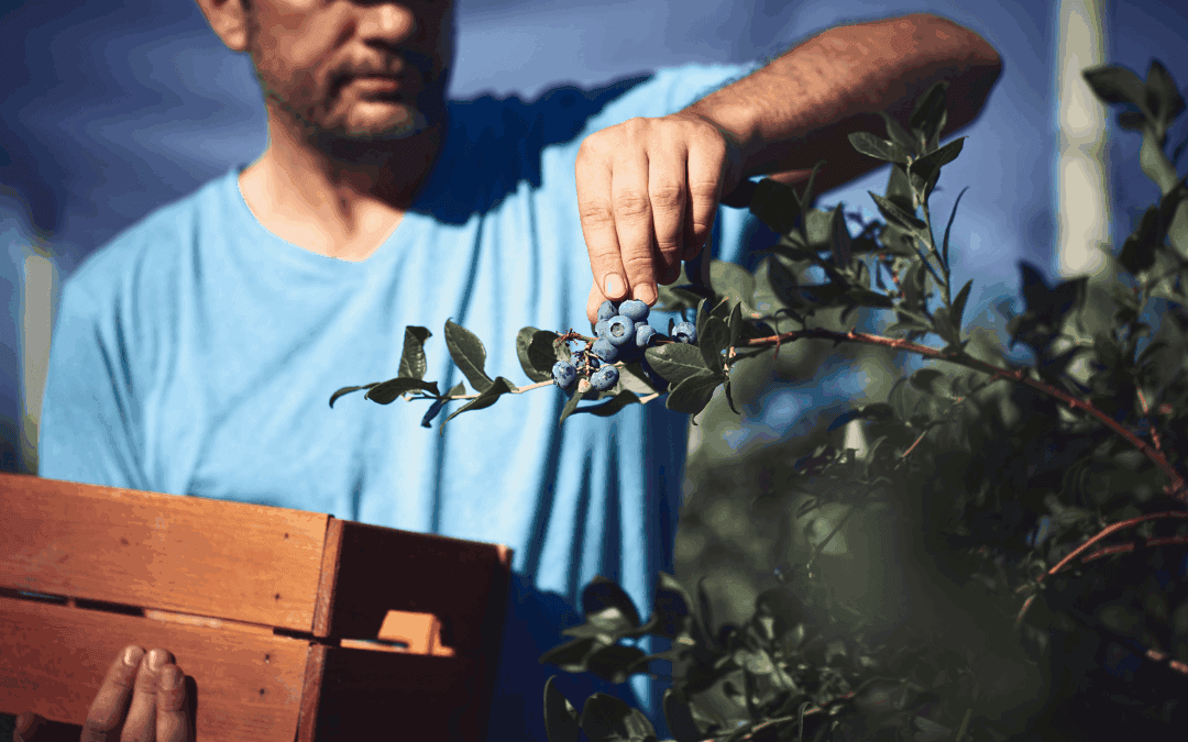 Mateo’s Journey with the Legal Advocacy for Agriculture Workers Program