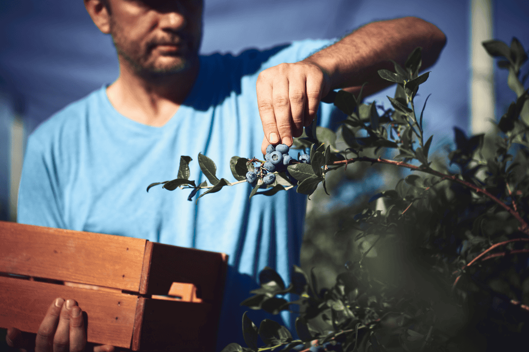 Man picking blueberries at farm